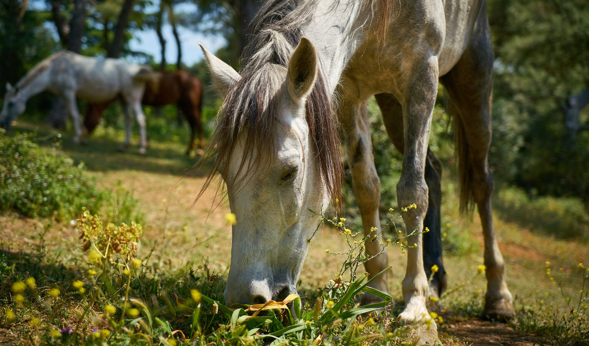 Pension Paddock/Pré