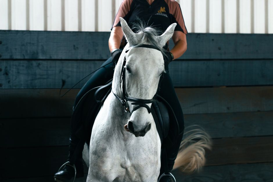 Cavalière et cheval blanc en dressage dans un manège couvert, discipline du spectacle équestre